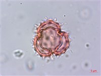 下田菊藏品圖，第2張