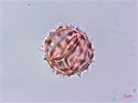 下田菊藏品圖，第3張