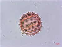 下田菊藏品圖，第4張