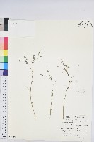 擬葉下珠、細葉油柑藏品圖，第1張