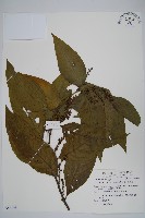 多子漿果莧藏品圖，第1張