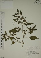 燈籠草藏品圖，第1張