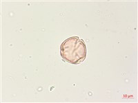 燈籠草藏品圖，第2張