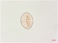 燈籠草藏品圖，第3張