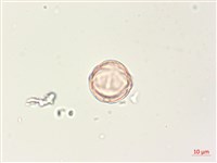 燈籠草藏品圖，第4張