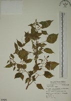 燈籠草藏品圖，第1張