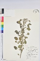 鐵莧菜藏品圖，第1張