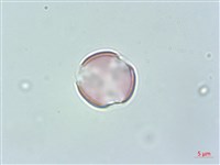 野甘草、甜珠子草藏品圖，第1張