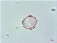 野甘草、甜珠子草藏品圖，第2張