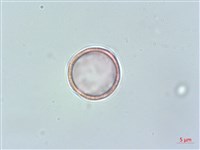 野甘草、甜珠子草藏品圖，第3張