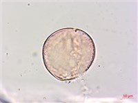 狗尾草藏品圖，第2張