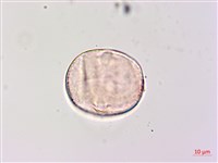 狗尾草藏品圖，第3張