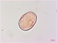 狗尾草藏品圖，第4張