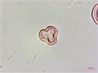 蘭嶼山柑藏品圖，第2張