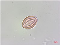 蘭嶼山柑藏品圖，第4張