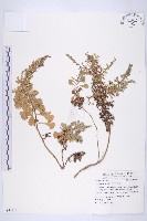 牡蒿藏品圖，第4張