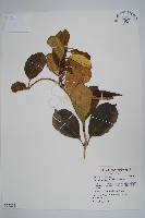 爬森藤藏品圖，第1張