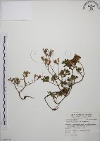 台灣佛甲草、石板菜藏品圖，第1張