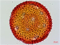 縮葉黃細心藏品圖，第2張