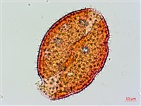 縮葉黃細心藏品圖，第3張