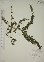 小葉黃鱔藤藏品圖，第1張