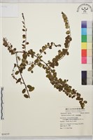 小葉黃鱔藤藏品圖，第2張