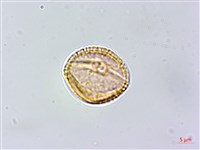 白飯樹藏品圖，第2張