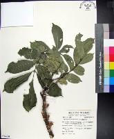 蘭嶼椌木藏品圖，第1張