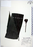 船子草、船仔草藏品圖，第1張