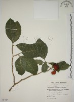 蘭嶼馬蹄花藏品圖，第1張