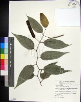 蘭嶼風藤藏品圖，第1張