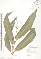 呂宋月桃藏品圖，第1張