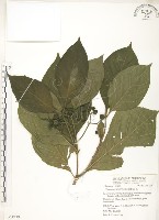 錫蘭玉心花藏品圖，第1張