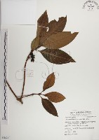蘭嶼九節木藏品圖，第1張