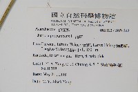 爵床藏品圖，第2張