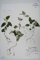 卵葉鱗球花藏品圖，第1張