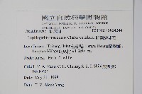 卵葉鱗球花藏品圖，第2張