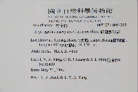 卵葉鱗球花藏品圖，第2張