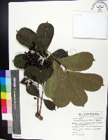 蘭嶼花椒藏品圖，第1張