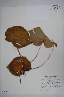 蘭嶼秋海棠藏品圖，第1張