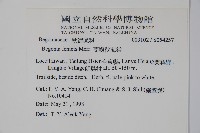 蘭嶼秋海棠藏品圖，第2張