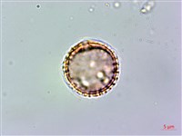 假三腳虌藏品圖，第2張