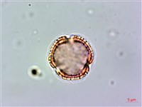 假三腳虌藏品圖，第4張