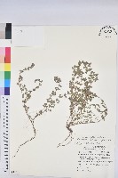 田代氏大戟藏品圖，第1張