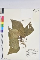 紅頭鐵莧、蘭嶼鐵莧藏品圖，第1張