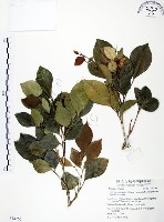 長果月橘藏品圖，第1張