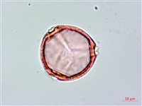 長果月橘藏品圖，第3張