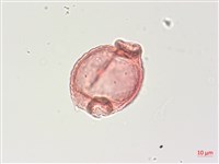 水丁香藏品圖，第3張