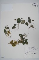恆春半插花藏品圖，第1張