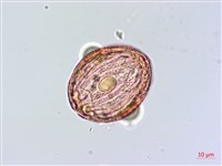 恆春半插花藏品圖，第2張